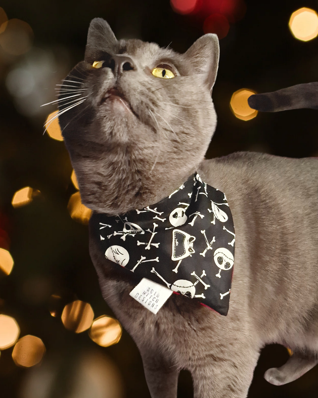 Jack | Pet Collection