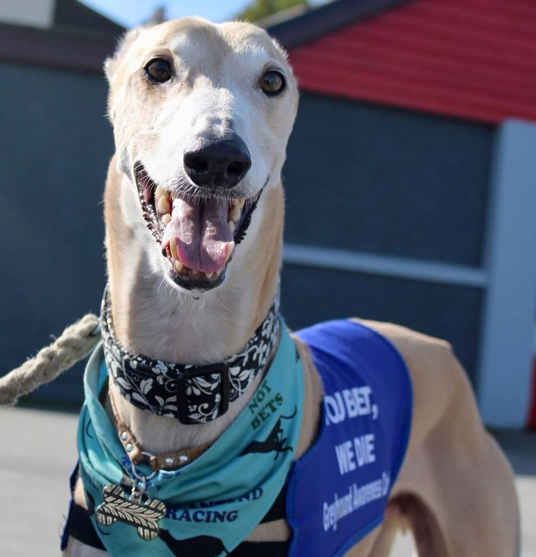 Greyhound bandana 2025