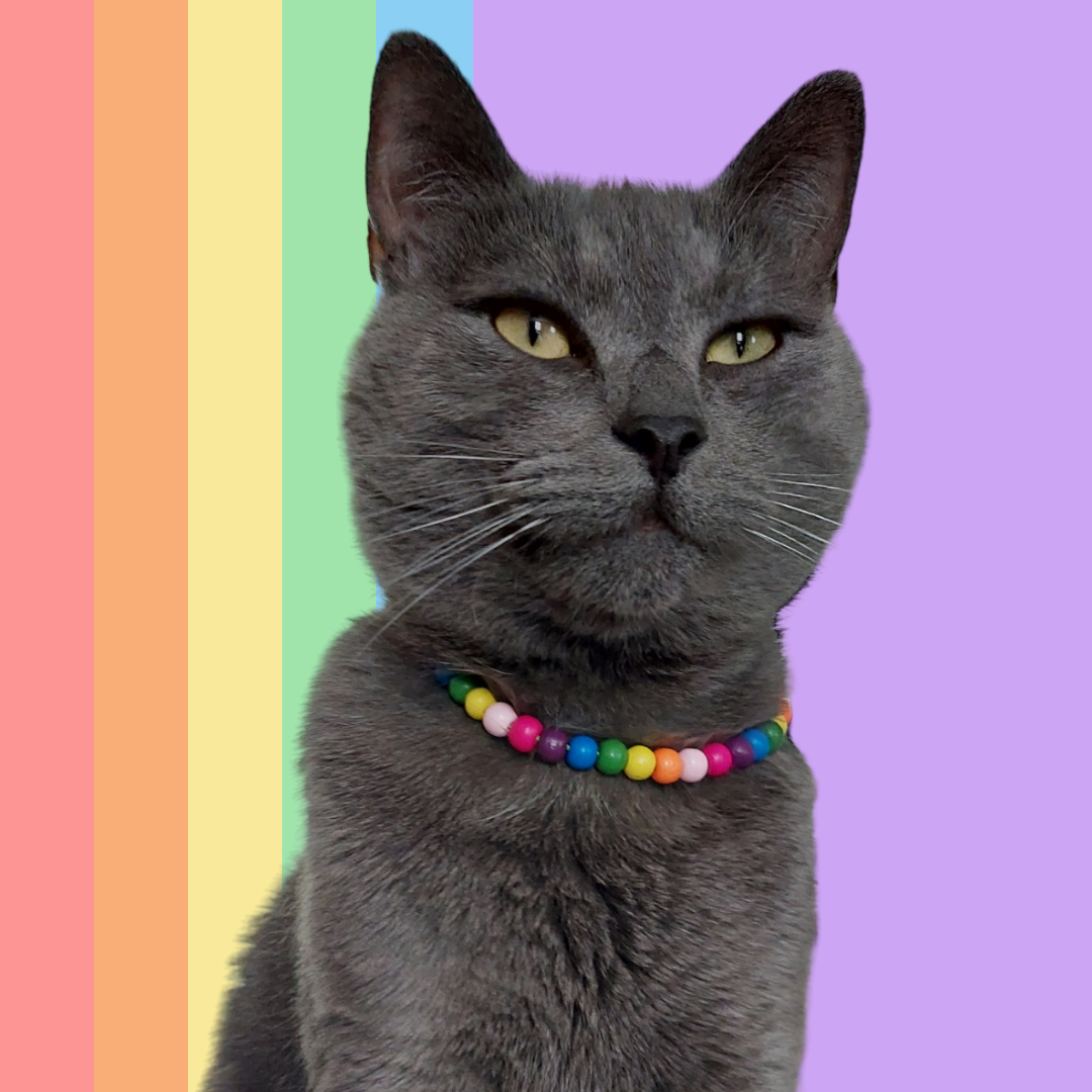 Pet Beads | Rainbow