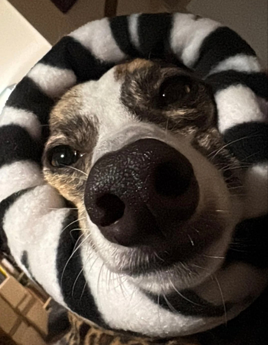 Dog Snood | Fireworks