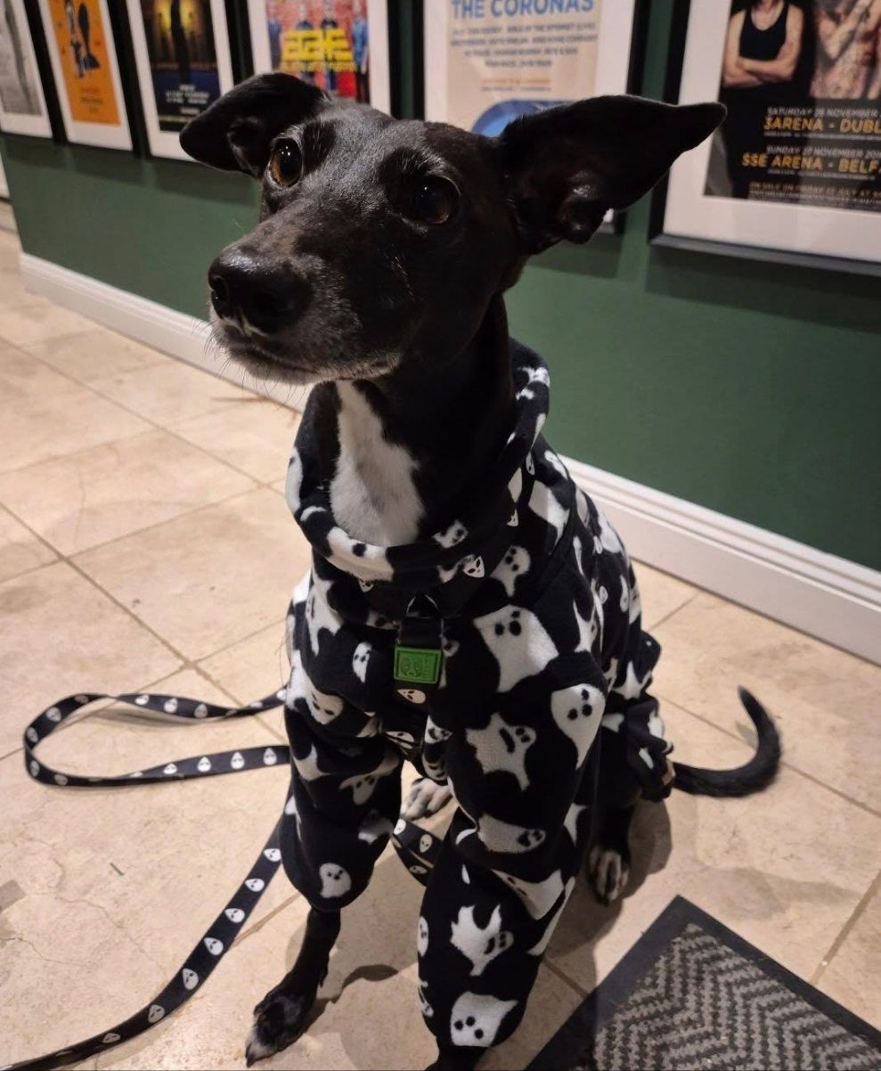 Custom | Pet Fleece - New Prints
