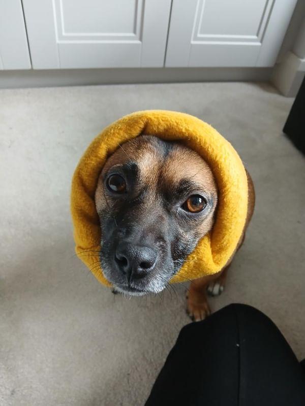 Dog Snood | Fireworks
