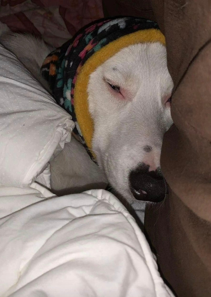 Dog Snood | Fireworks