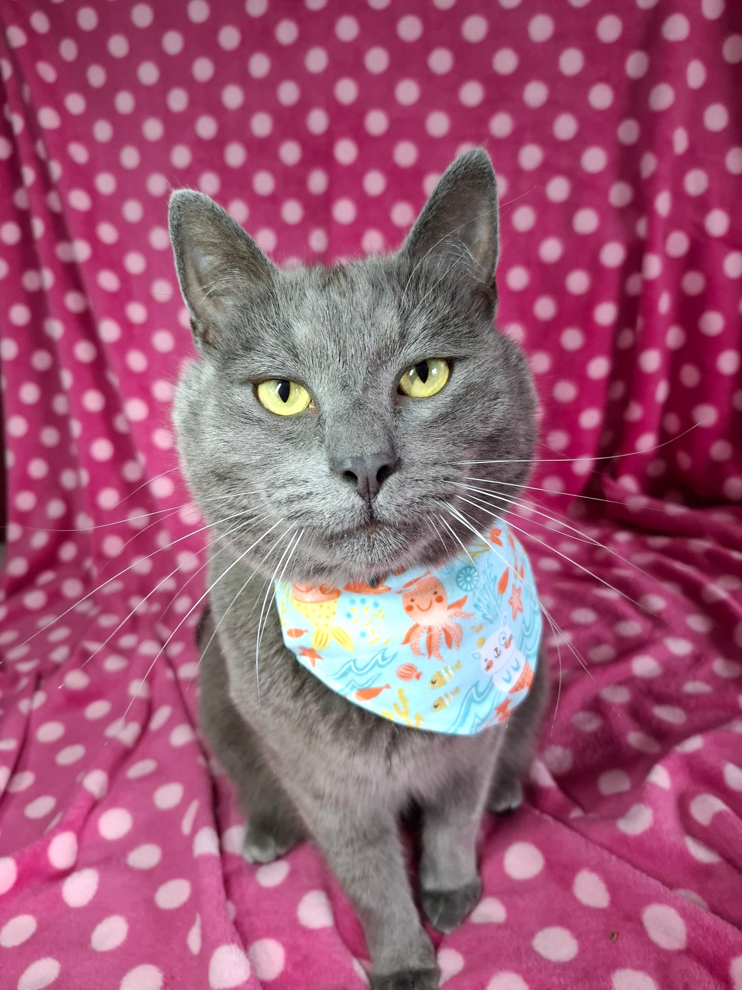 Purrmaid | Pet Bandana