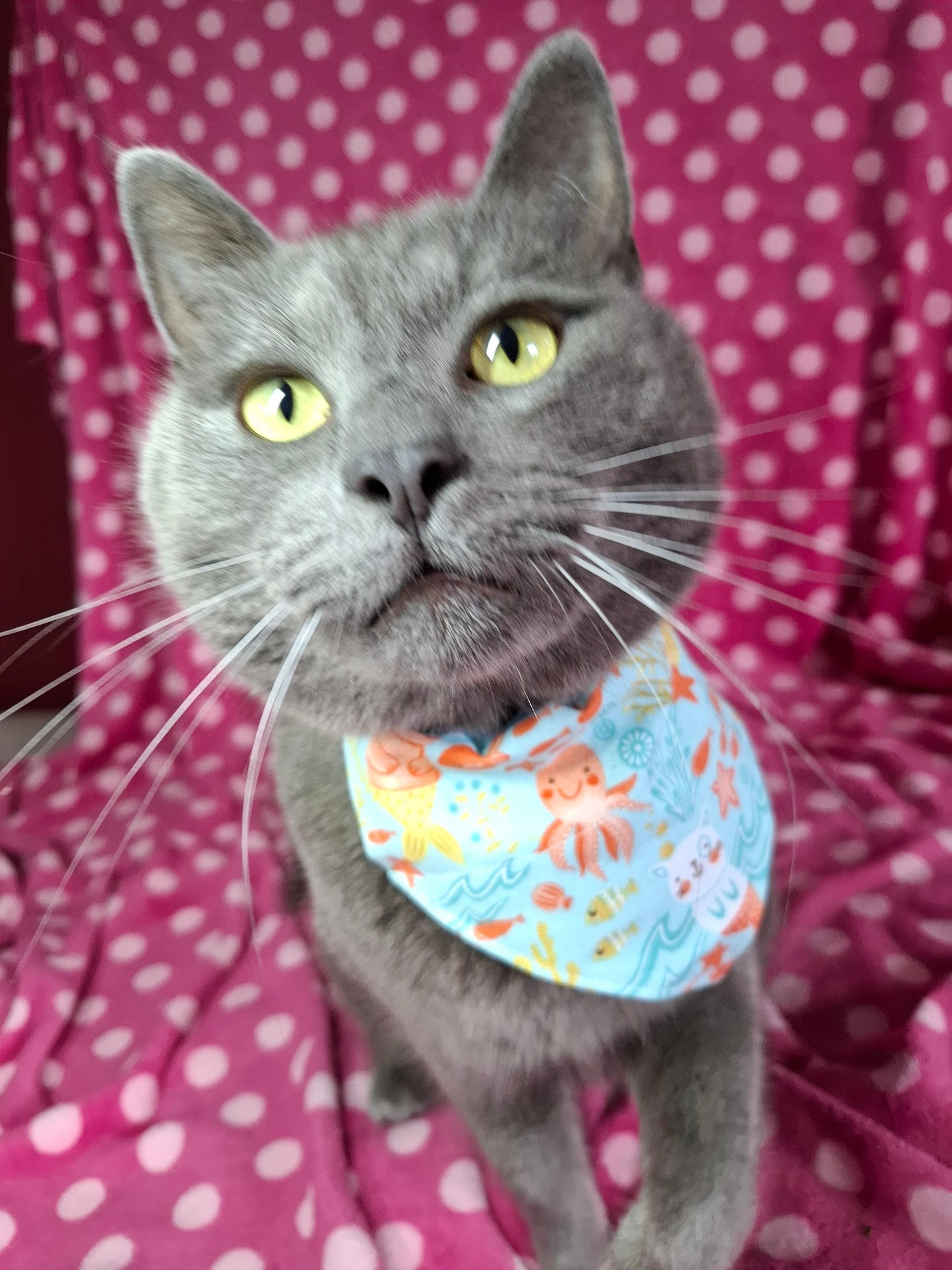 Purrmaid | Pet Bandana