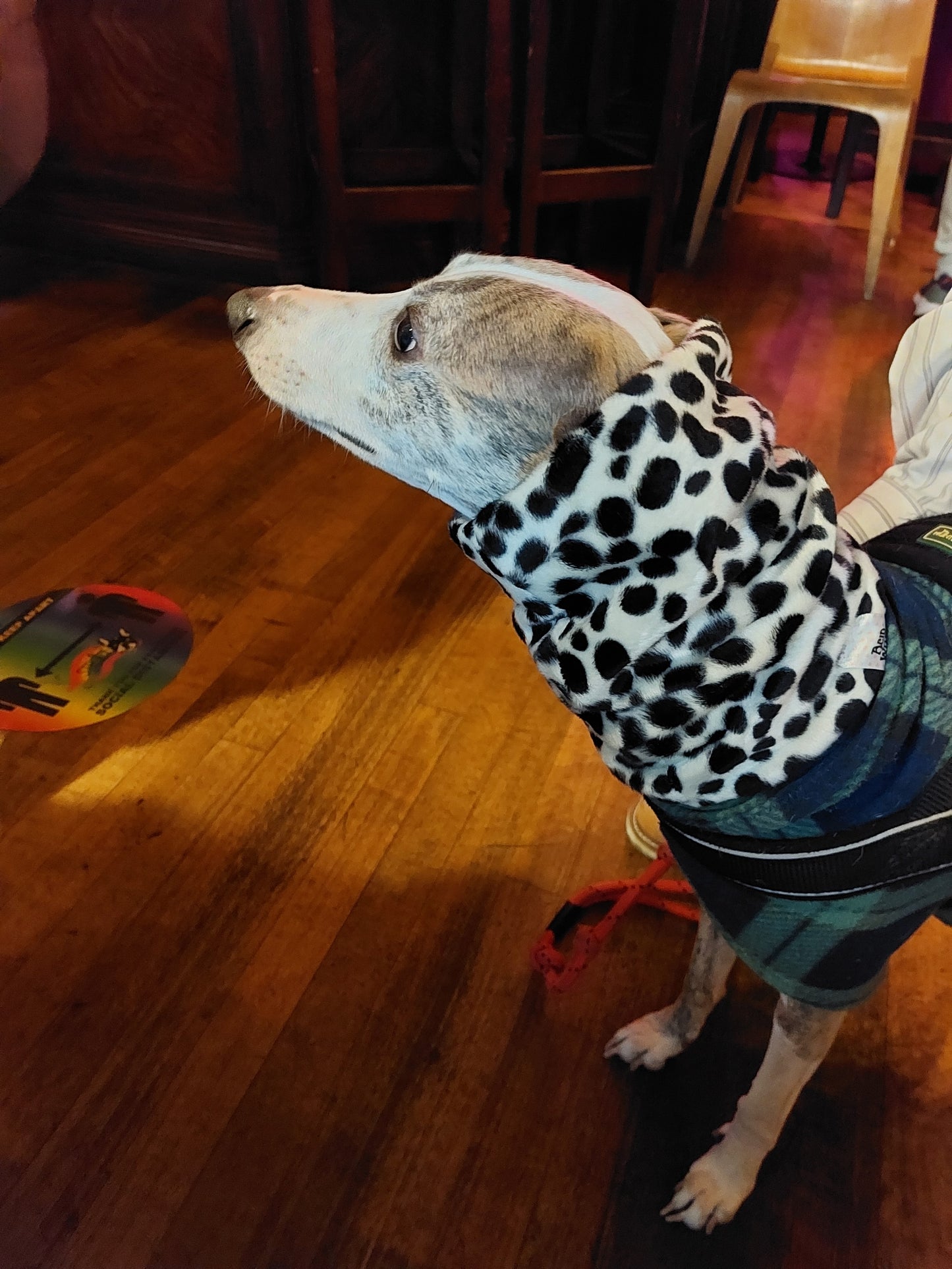 Dog Snood | Zebra